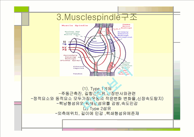 [의학,약학][운동치료학] 골지건과 근방추[Muscle spindle,  Golgi tendon organ]   (4 )